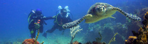 Cancun Diving